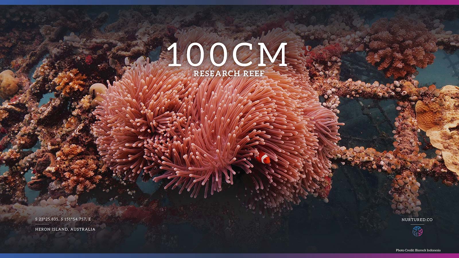 Sponsor a Reef Segment