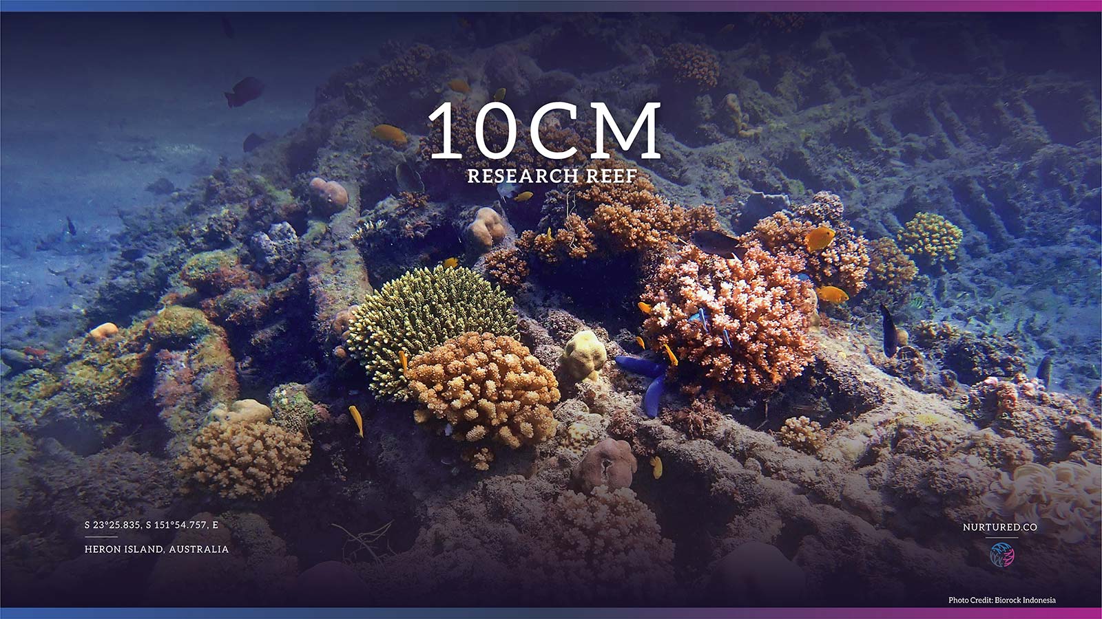 Sponsor a Reef Segment