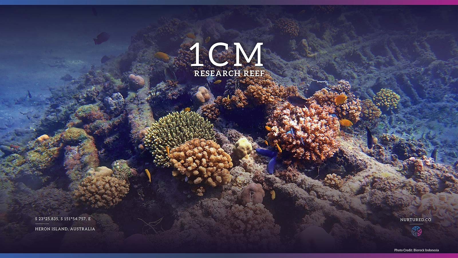 Sponsor a Reef Segment
