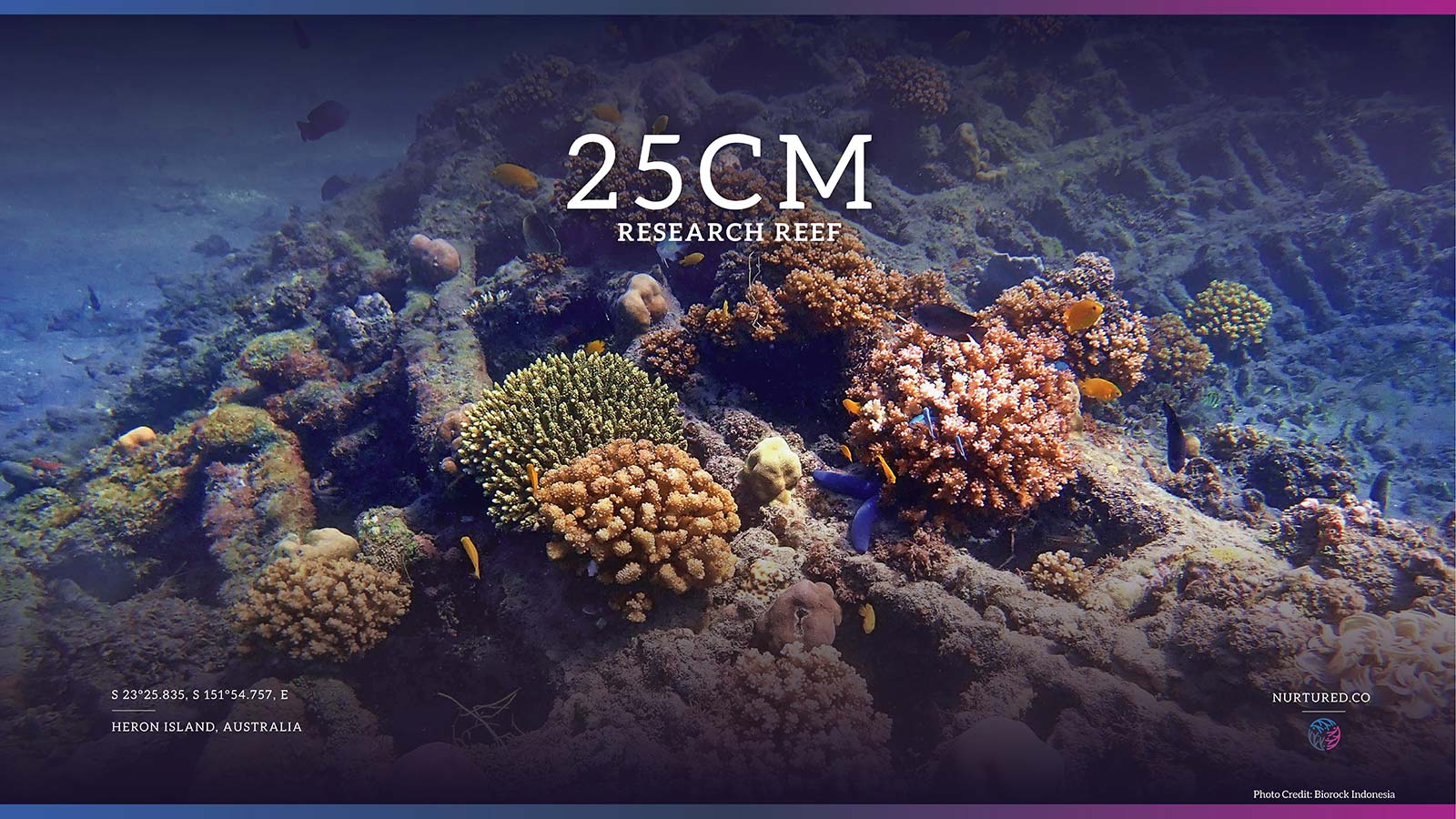 Sponsor a Reef Segment